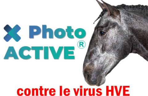 photoactive et le virus herpes équin